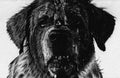 Cujo 11x17 Art Print